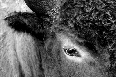 Nature's Persona - Bison Series - Susan Searway Art & Design © 2013